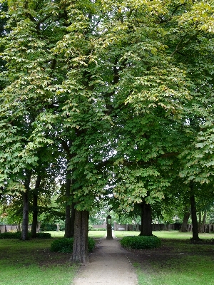 Tree nature forest path Photo