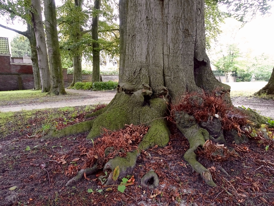 árvore natureza floresta plantar