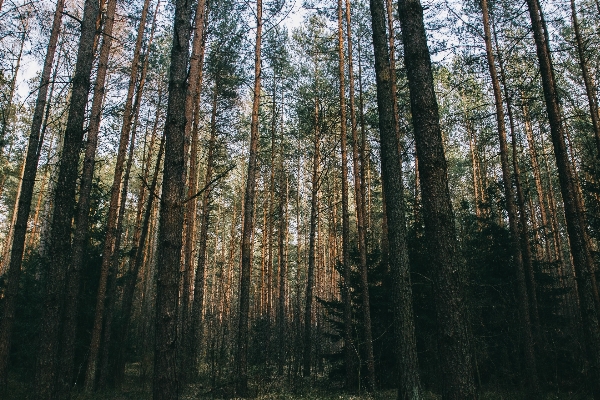 Tree nature forest wilderness Photo