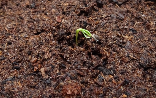 Plant leaf dirt insect Photo