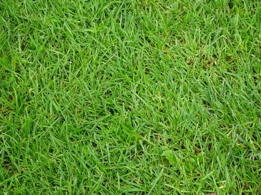 草 植物 分野 接地 写真