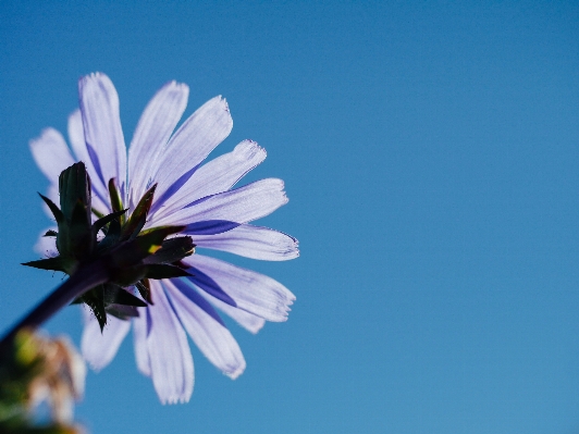 Foto Florescer plantar céu prado
