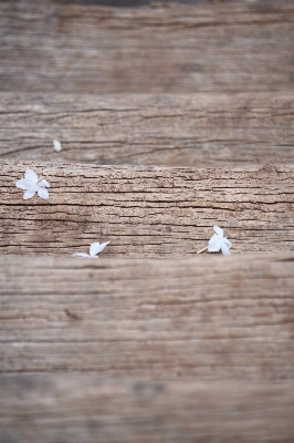 Table wood white leaf Photo