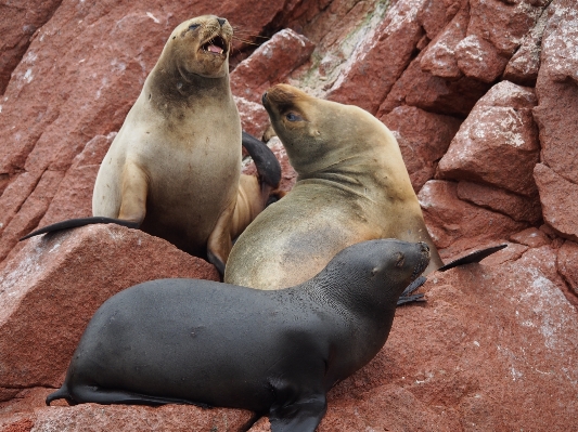 Foto Mare rock giocare animale