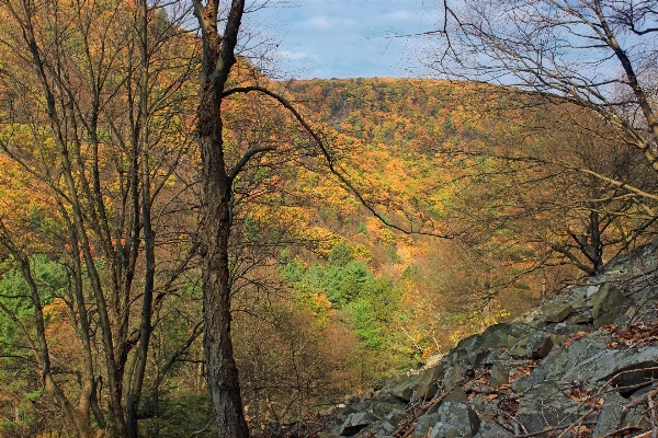 Landscape tree nature forest Photo