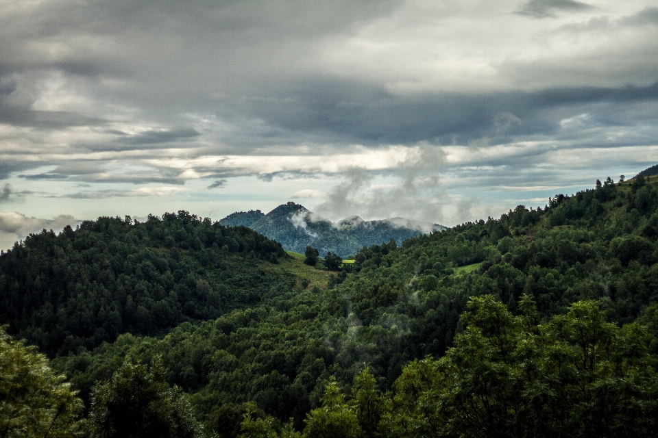 Paysage arbre nature forêt