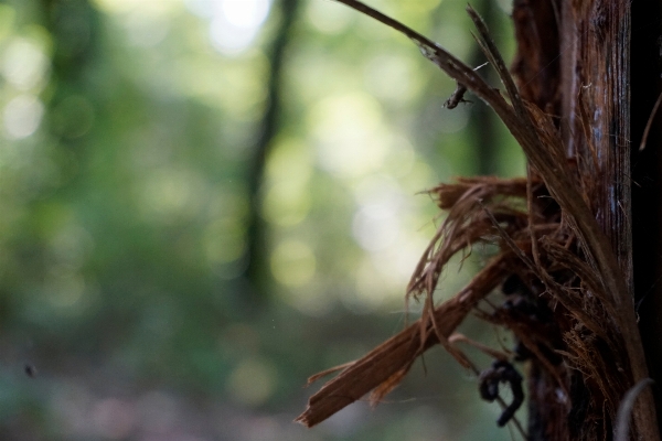 Tree nature forest grass Photo