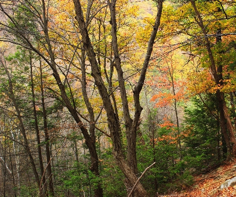 Foto Albero natura foresta ramo