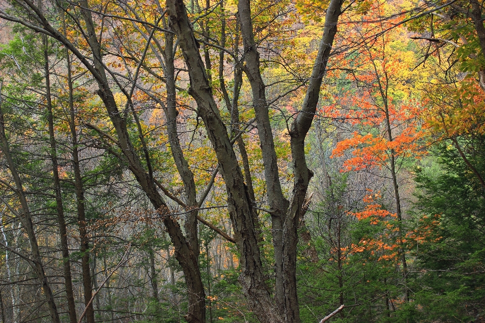 Pohon alam hutan gurun
