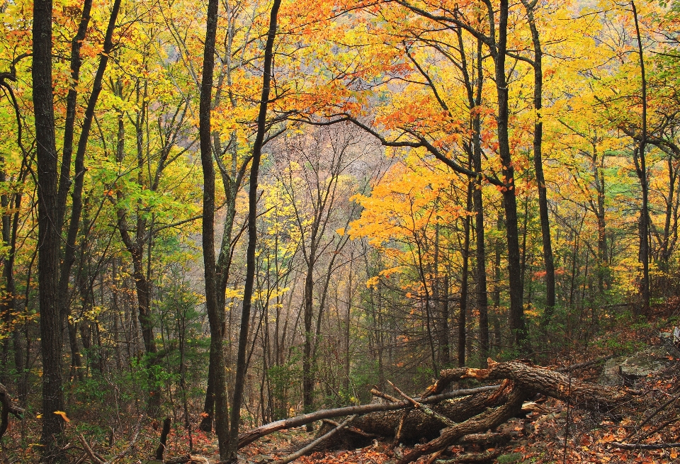 Landscape tree nature forest