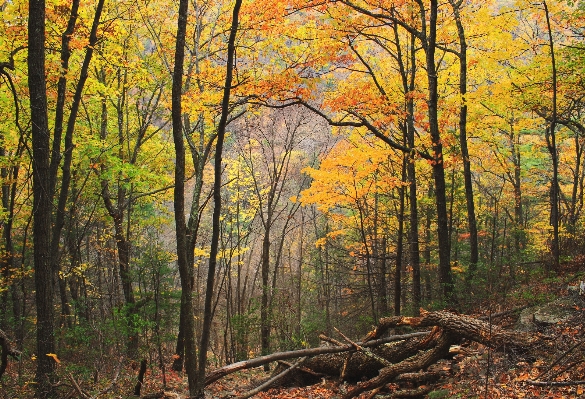 Landscape tree nature forest Photo