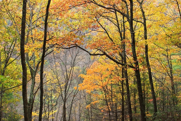 Tree nature forest branch Photo