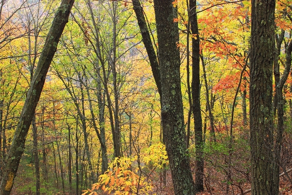 Tree nature forest branch Photo