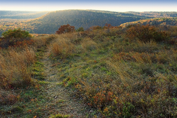 Landscape tree forest path Photo