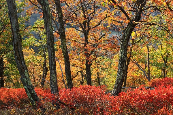 Tree nature forest branch Photo