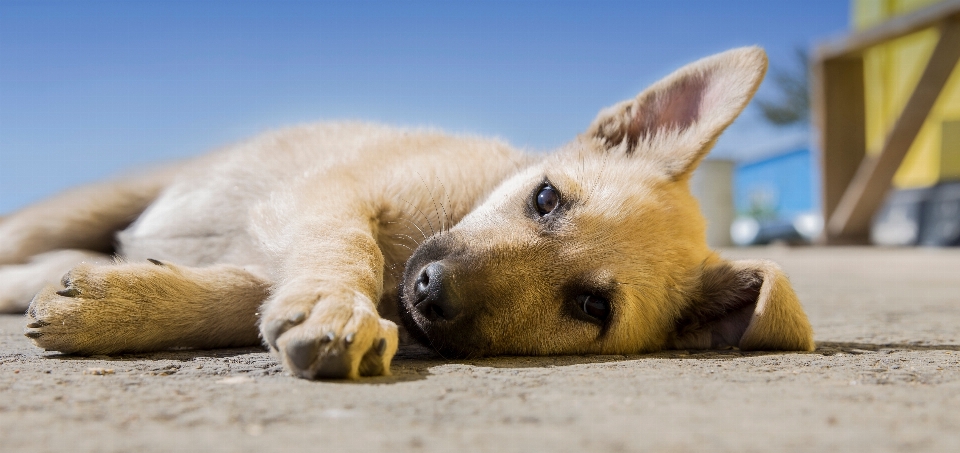 Filhote de cachorro animal animais selvagens