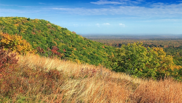 Landscape tree nature forest Photo