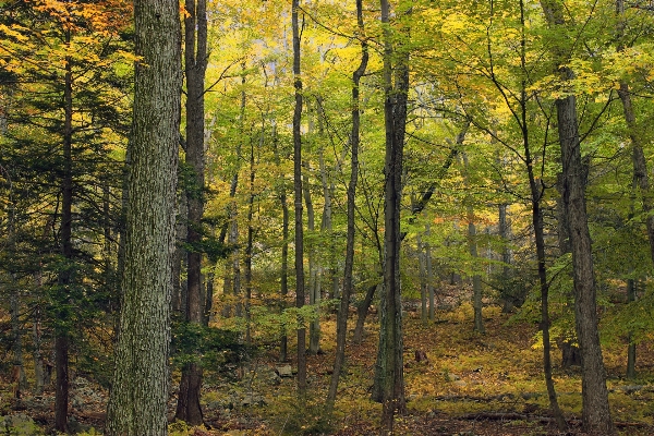 Tree nature forest wilderness Photo