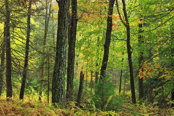 Foto Albero natura foresta selvaggia
