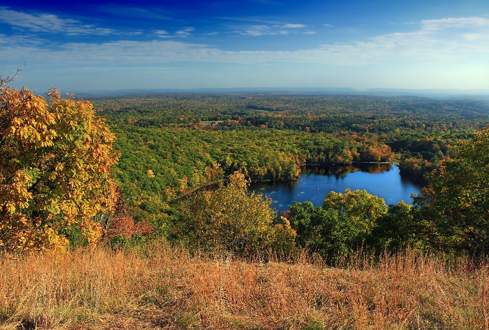 Landschaft baum natur wald