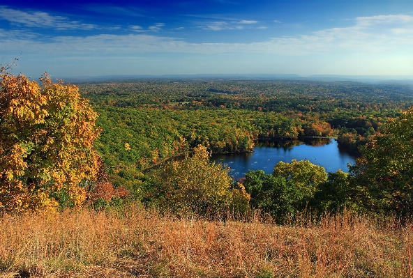 Landscape tree nature forest Photo