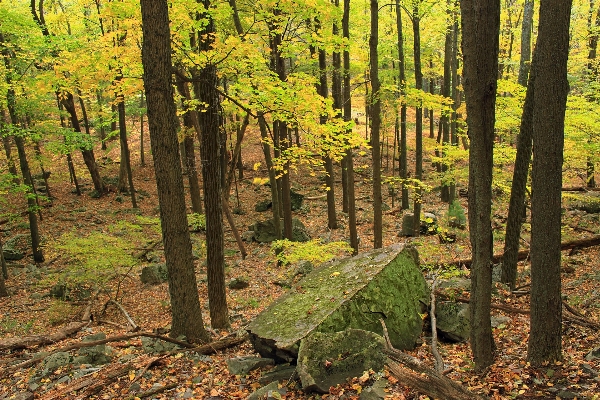 Tree nature forest wilderness Photo