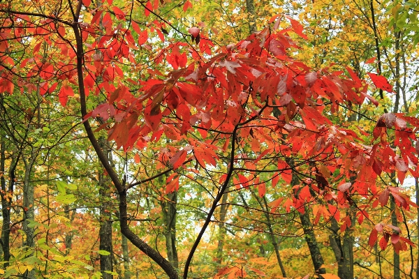 Tree nature forest branch Photo