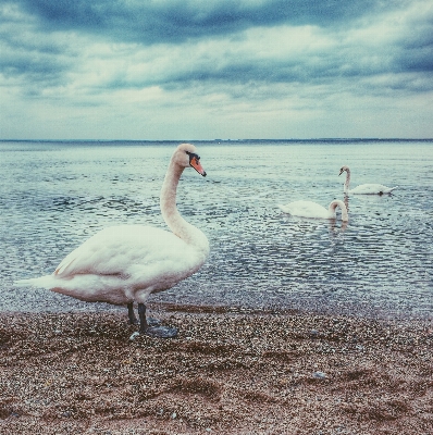 Sea water bird cloud Photo