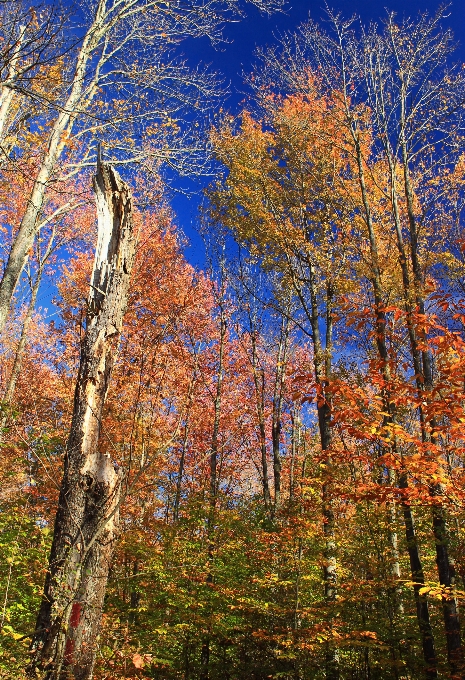 Baum natur wald zweig