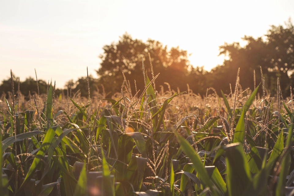 Césped planta atardecer campo