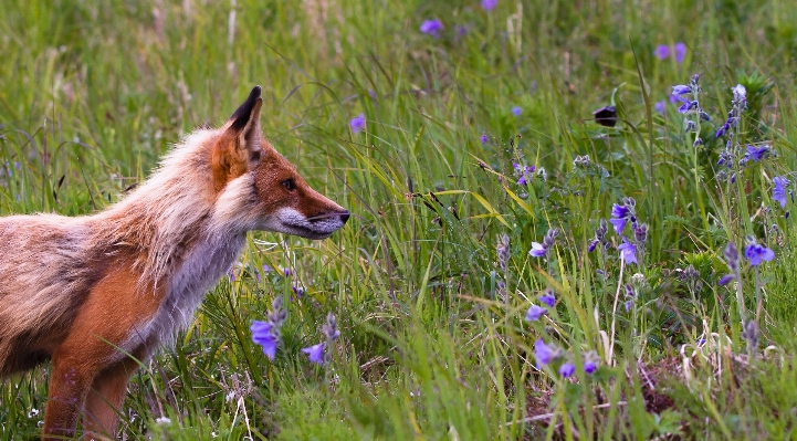 Foto Erba prato
 prateria
 fiore