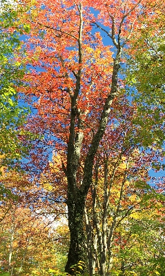 Tree nature forest branch Photo