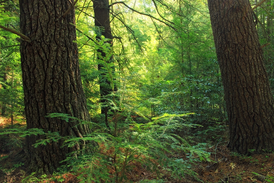 Pohon alam hutan gurun
