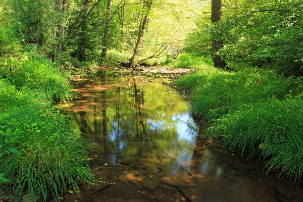 Tree nature forest creek Photo