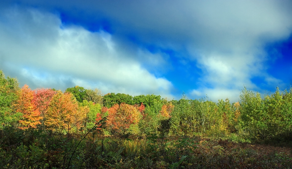 Landscape tree nature forest