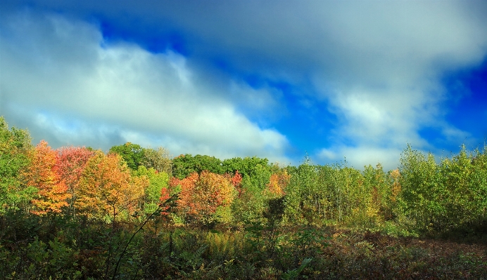 Landscape tree nature forest Photo