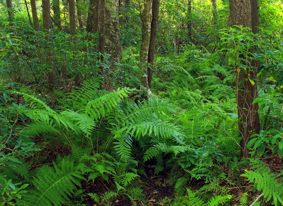 Natura las zakład turystyka piesza
