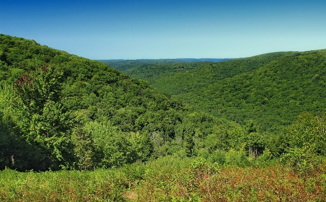 Landscape tree nature forest Photo