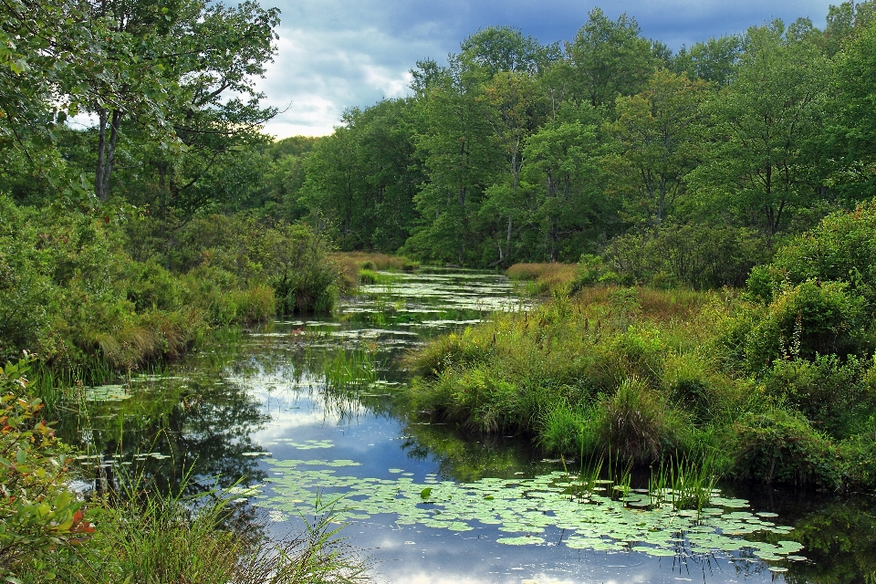 Nature forest creek swamp