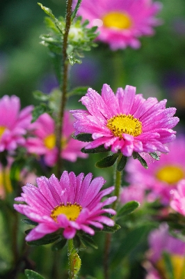 Anlage wiese
 blume blütenblatt Foto