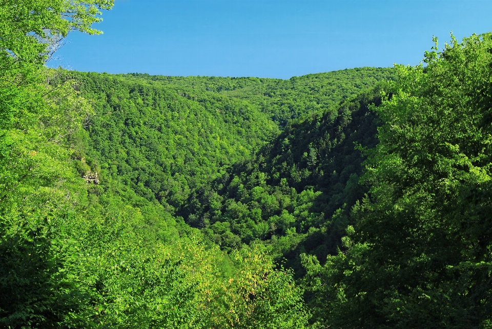 Paysage arbre nature forêt