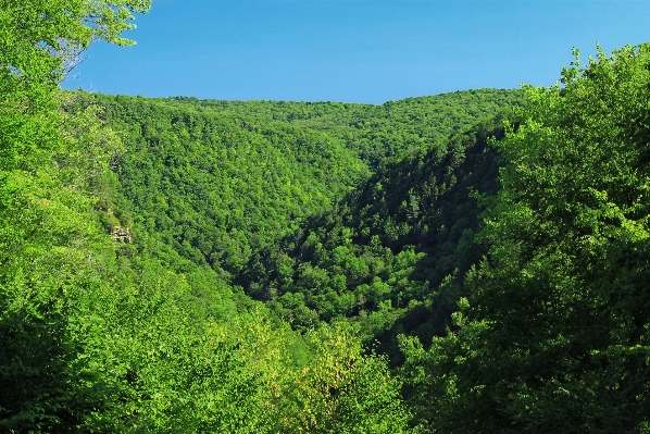 Landscape tree nature forest Photo