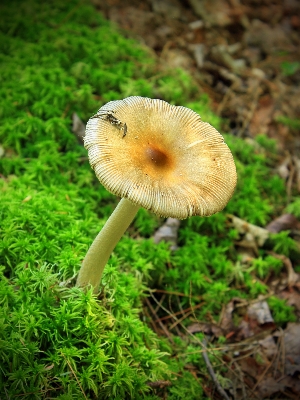 自然 森 草 夏 写真