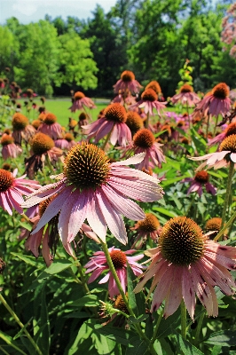 自然 花 植物 分野 写真