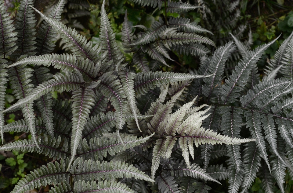 Arbre bifurquer usine feuille