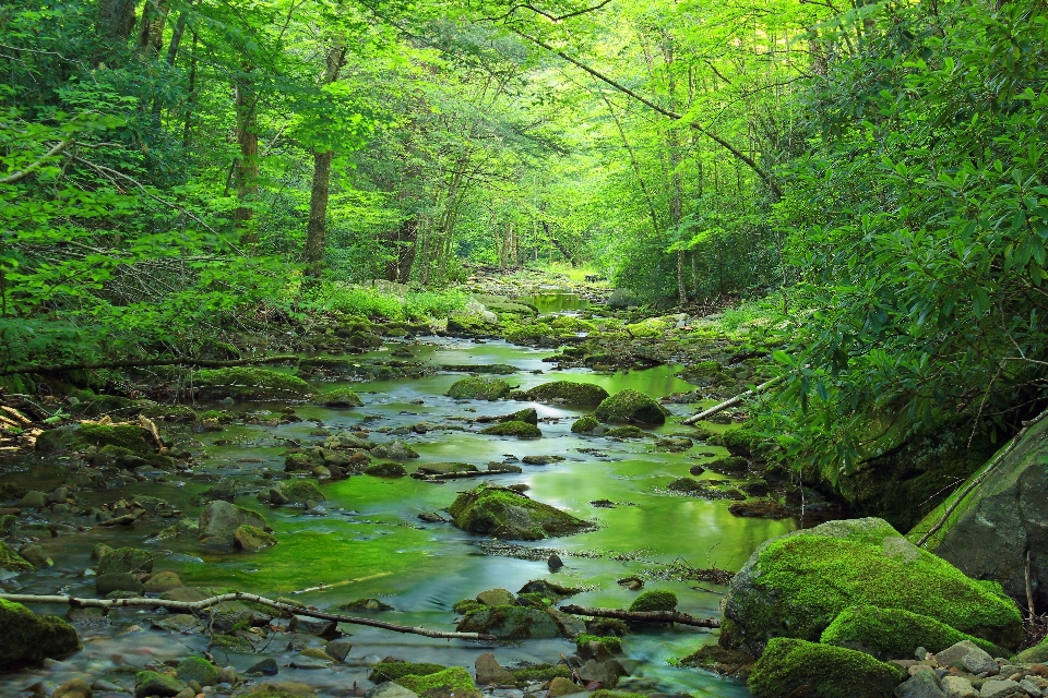 Tree nature forest creek