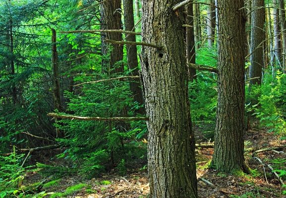 Tree nature forest wilderness Photo