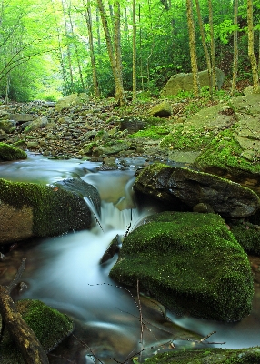 Landscape tree water nature Photo