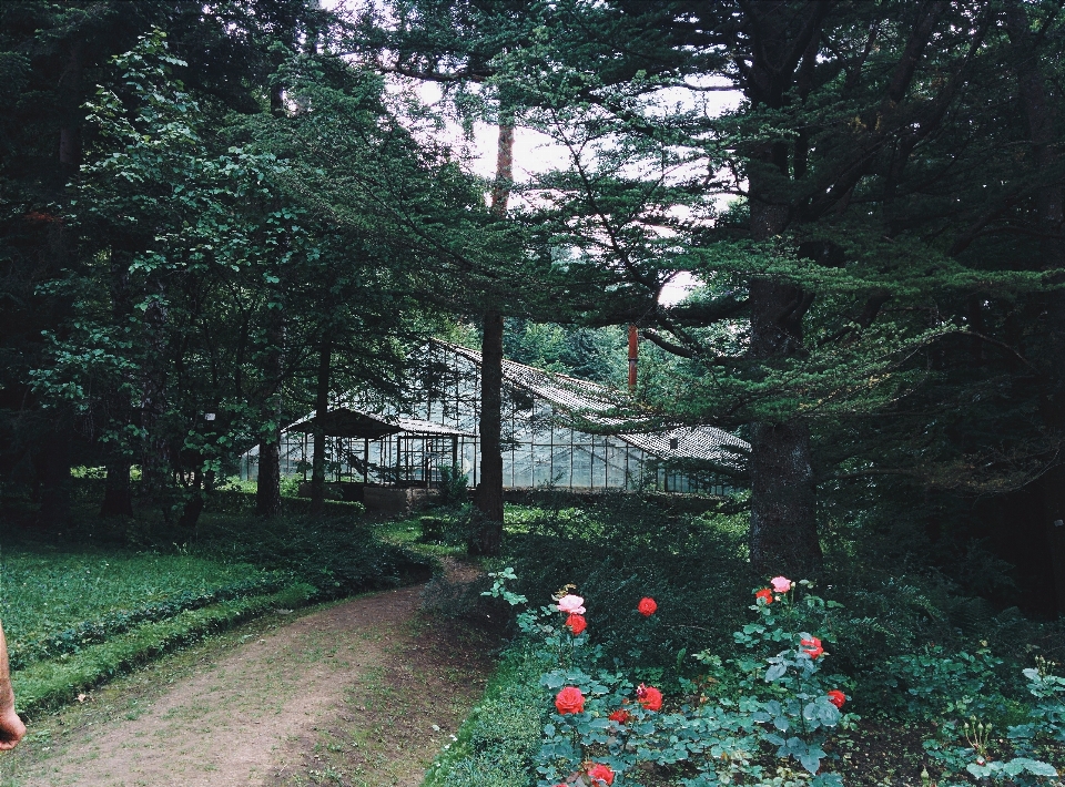 Tree nature forest pathway