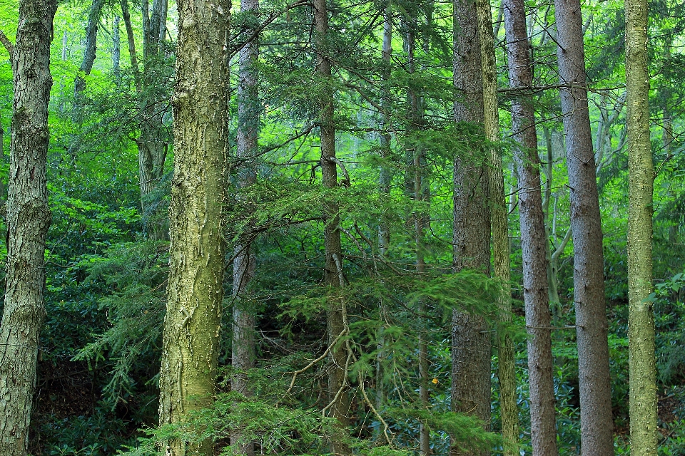 Tree nature forest wilderness